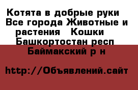 Котята в добрые руки - Все города Животные и растения » Кошки   . Башкортостан респ.,Баймакский р-н